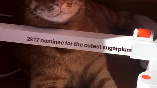 Cat 2017 cutest nominee for the cutest sugarplum sign