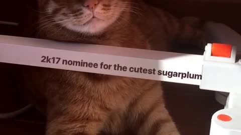 Cat 2017 cutest nominee for the cutest sugarplum sign