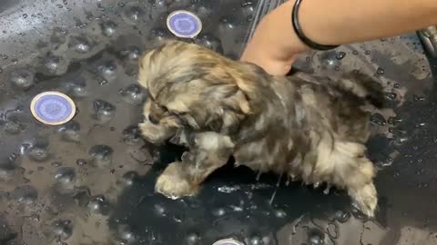 Cute Puppy Takes a Shower