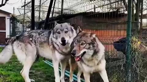 I'm not happy that you can't get close to the cold and handsome snow wolf that you can't touch