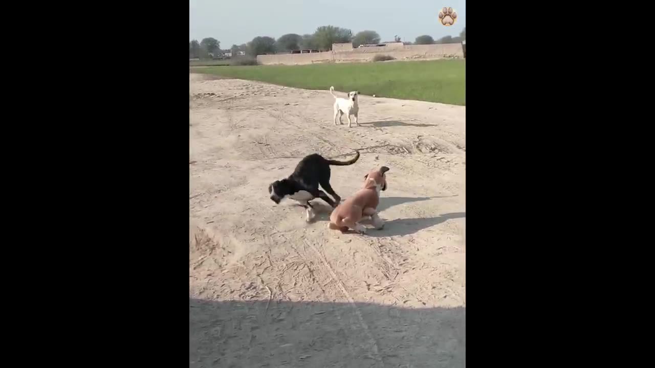 New Funny Animals π Funniest Cats and Dogs Videos πΊπΆ