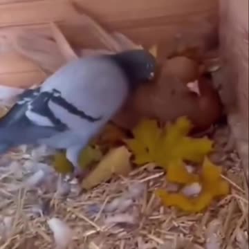 Chivalry or he did something wrong 🤣🤣🤣