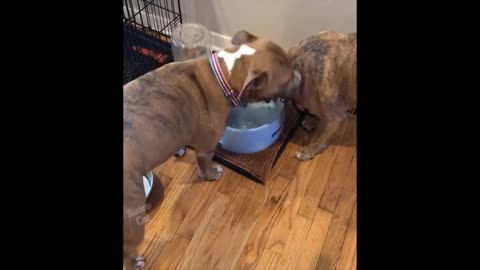 Funniest Parrot Cats And Dogs Videos - Best Funny Animal Videos 2024