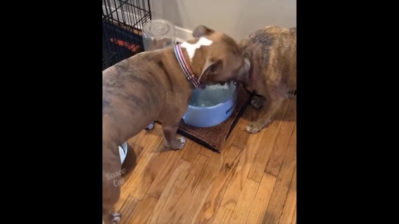 Funniest Parrot Cats And Dogs Videos - Best Funny Animal Videos 2024