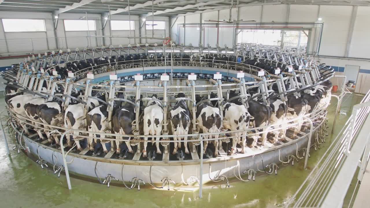 Cows during milking on a rotary milking parlor in a large dairy farm