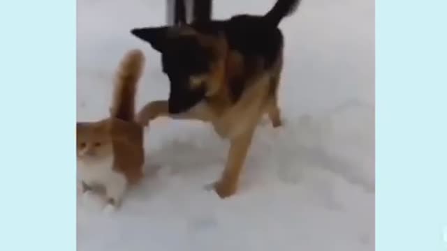 German Shepherd bullies Cat