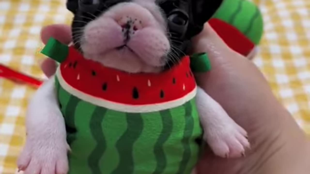 Adorable Puppy #shorts #puppy #watermelon