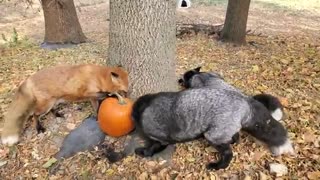 Foxes getting their first pumpkin of the season