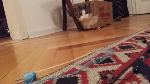 Cat loves boxes