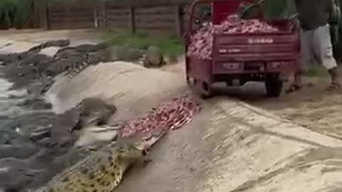 The ZOo keeper