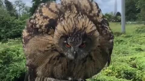 Shouldn't owls be sleeping during the day