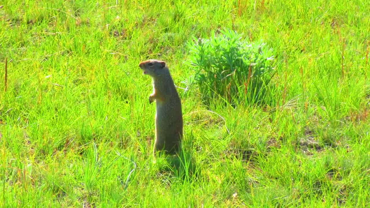 Ground Squirrel Making Noise