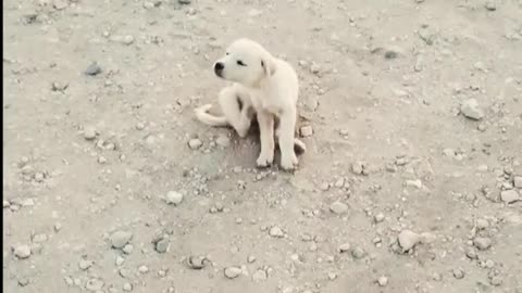 funny cute puppy،