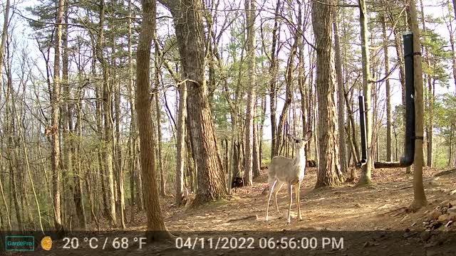 The Woods - 04/12/2022
