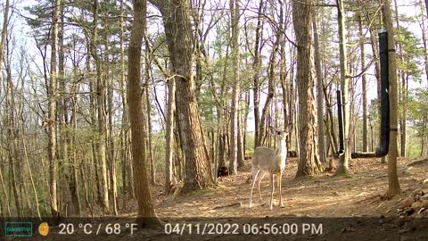 The Woods - 04/12/2022