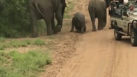 Baby elephant trip cant get up