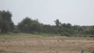 Wild baboons try to run away from the rain!