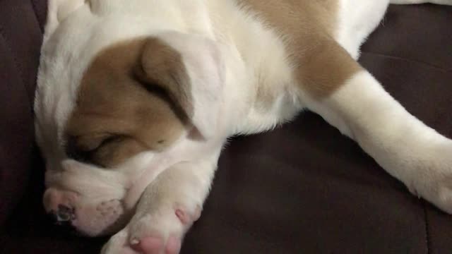 American Bulldog puppy snoring