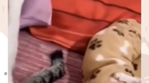 Funny cats video