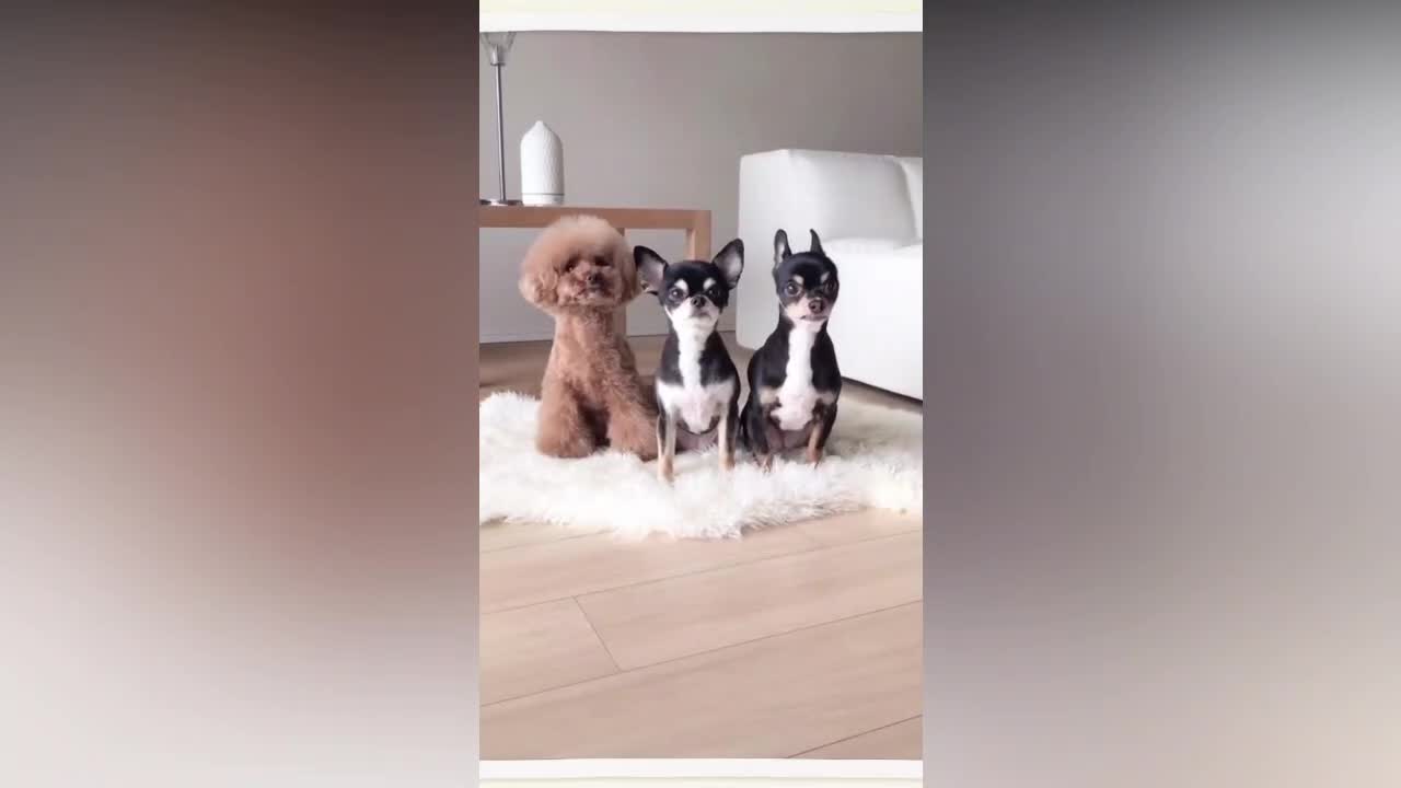 plank challenge dog meme - funny dog - 2