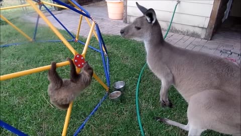 curiously cute baby sloths