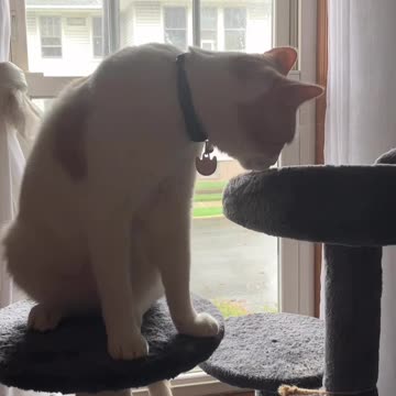 Our new cat Tucker 🐈