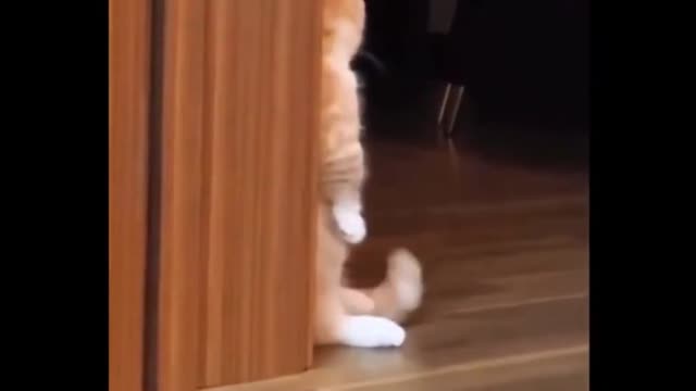 Funny cats. #funnycats #funnymoments #shorts