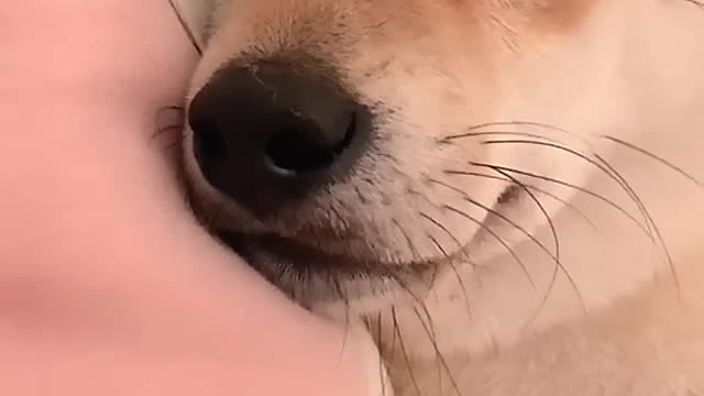 A dog that doesn't sleep