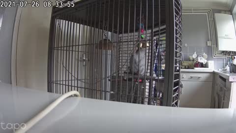 Cookie the parrot