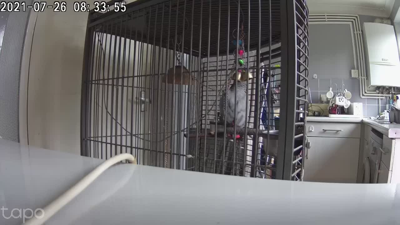Cookie the parrot