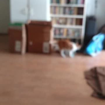 Silly cat playing