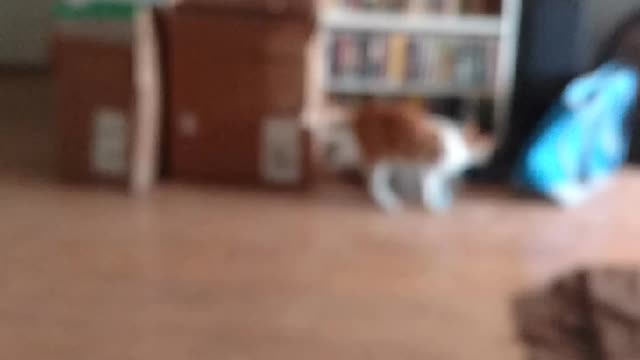 Silly cat playing