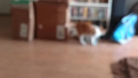 Silly cat playing