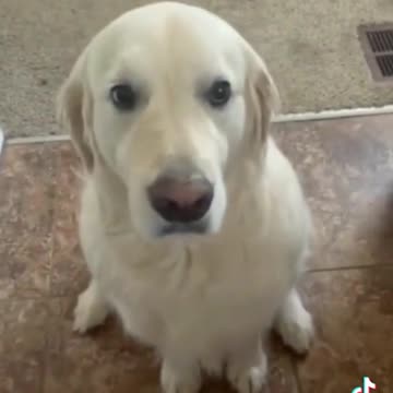 Doggo steals frens chewy and says sorry