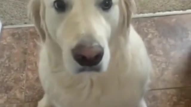 Doggo steals frens chewy and says sorry