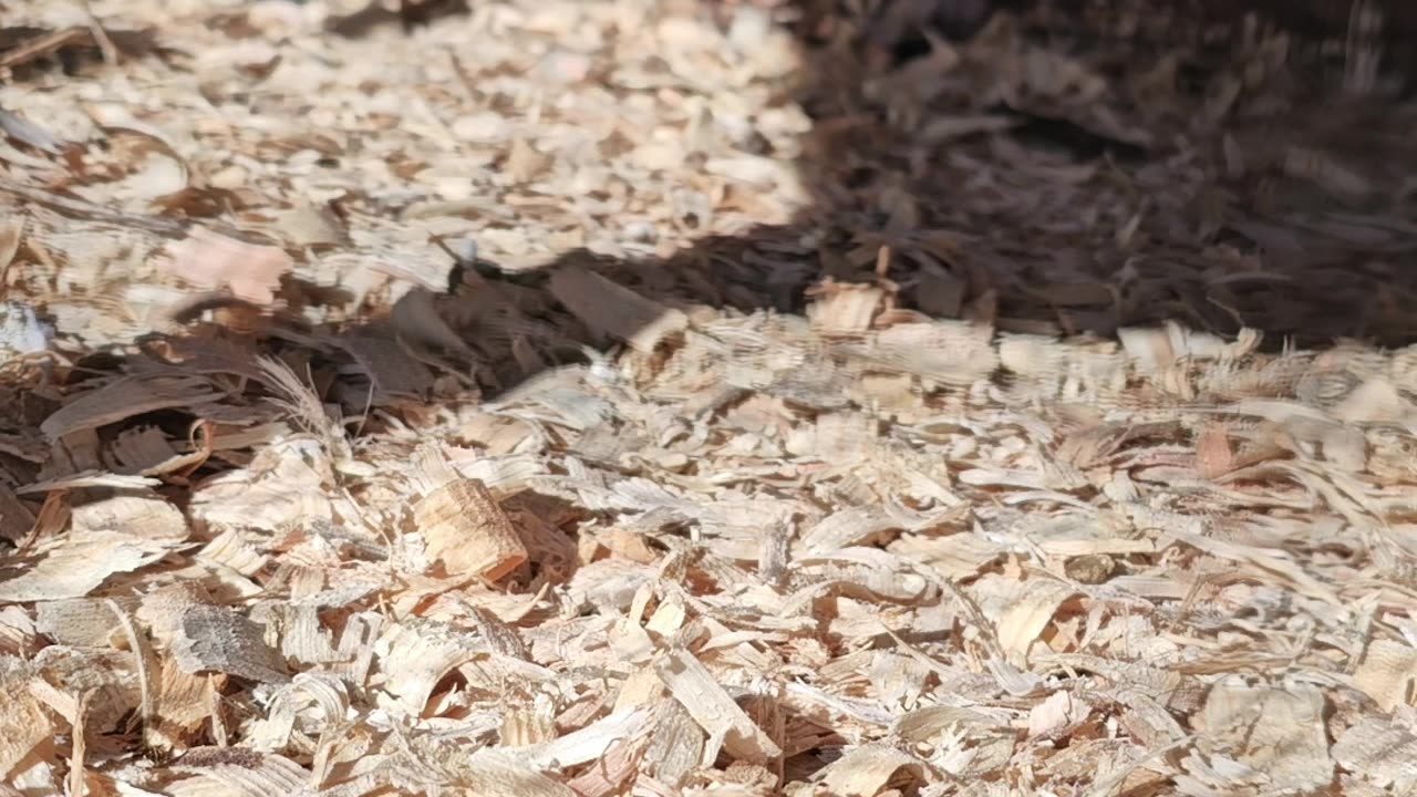 Cute chubby common Quail.