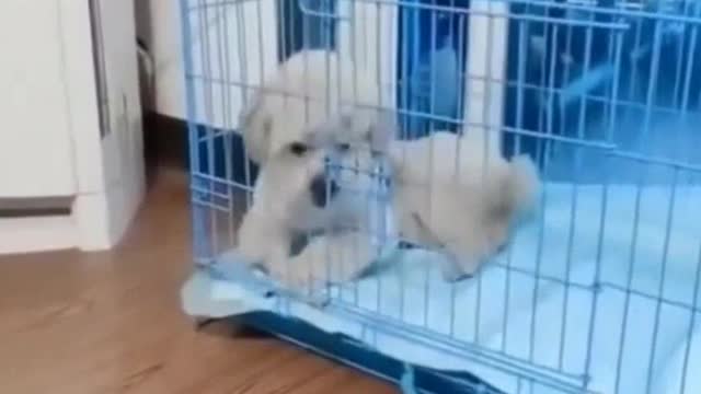 videos for Funny dogs and cats