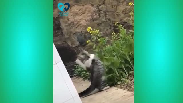 New Funny Cat video 2022 __ Cute Animals of Word