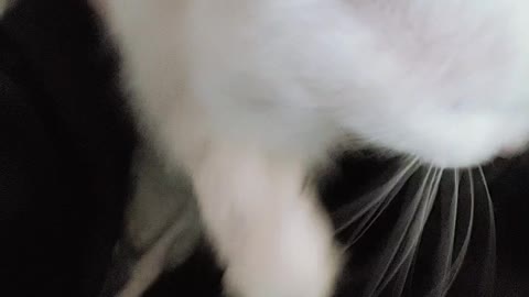 a video calling a white cat playing