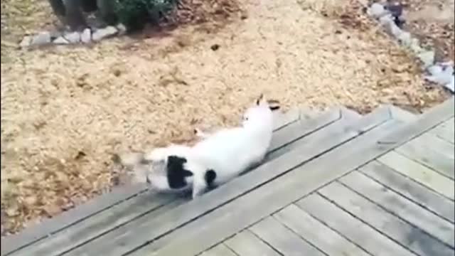 Funniest cute pets videos.🤣🤣🤣🔥🔥🔥