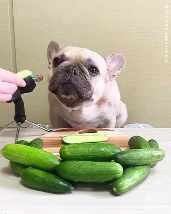 Funny dog chomping on some cucumbers. Nom Nom!