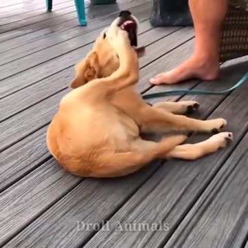 Baby Dogs Funniest and Cutest Labrador Puppies Best Funny Animal Videos 2022