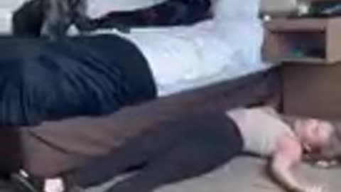 What will be the reaction of my Great Danes