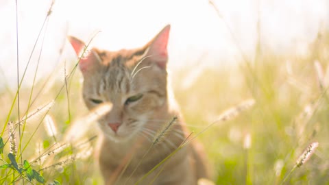 Cat in the sun