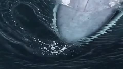 The mysteries of the sea. Whales and dolphins dance