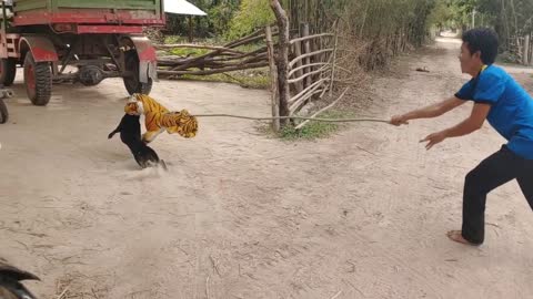 Funny Fake Tiger Prank on Dogs😅