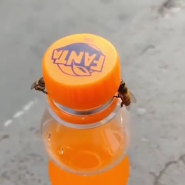 Two Bees open a pop bottle
