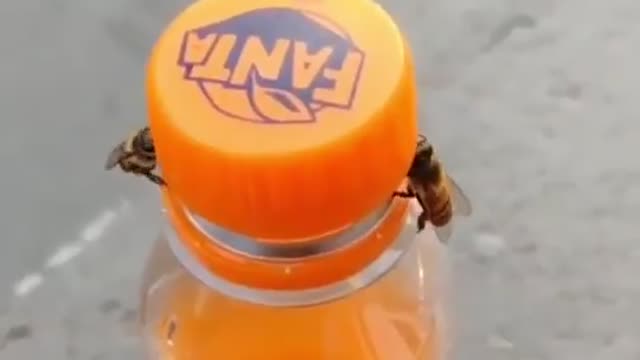 Two Bees open a pop bottle