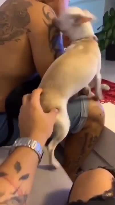 Angry Pets Compilation : Funny Angry Dogs of The Week