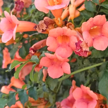 Trumpet Vine